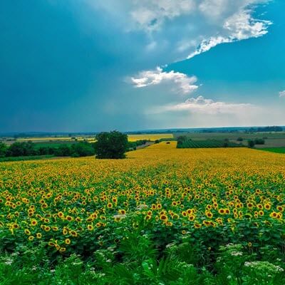 Poljoprivredna (agro) industrija u Srbiji